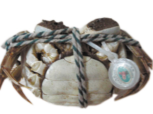 阳澄湖大闸蟹9月23日开捕 现在卖的肯定是假货