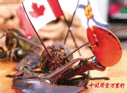 跨境生鲜电商崛起：、人一年吃掉逾7亿加拿大龙虾