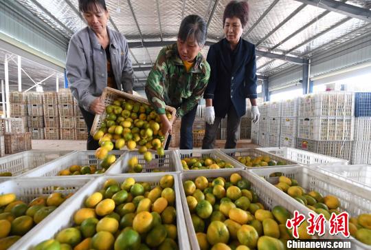 江西：新余蜜桔上市“甜”海外