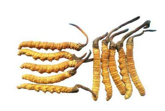 冬虫夏草多少钱一克-315防伪