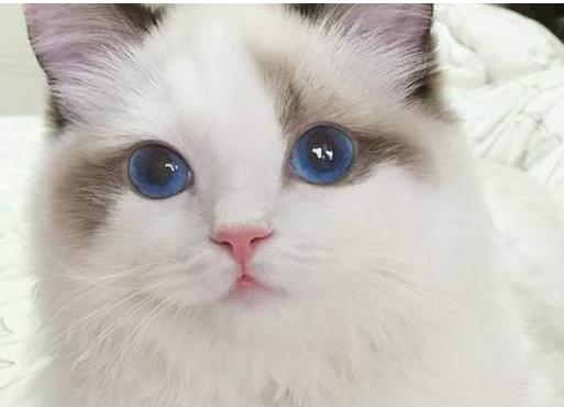 布偶猫多少钱一只-315防伪