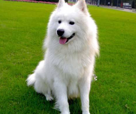 萨摩耶犬多少钱一只-315防伪