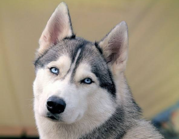 哈士奇多少钱一只-315防伪