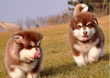 阿拉斯加犬多少钱一只-315防伪