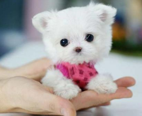 茶杯犬多少钱一只-315防伪