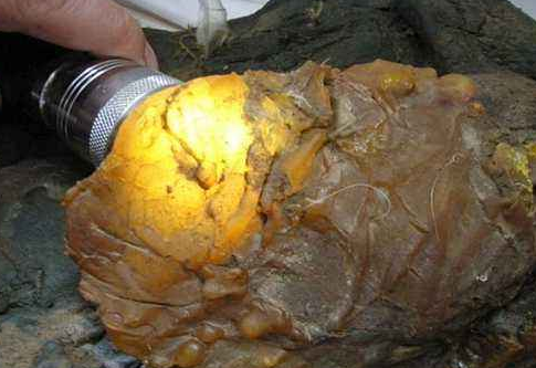 太岁多少钱一斤？