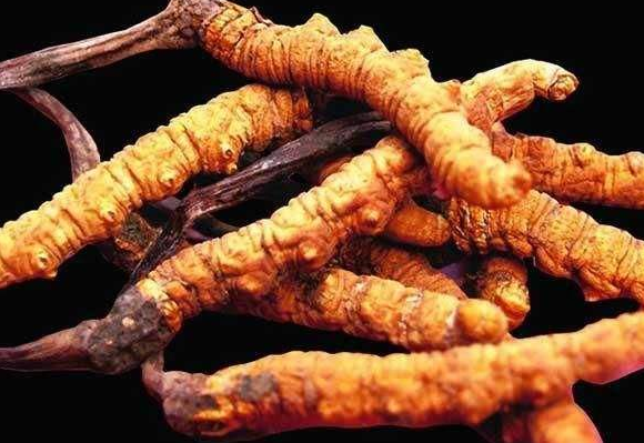 一根虫草多少钱？