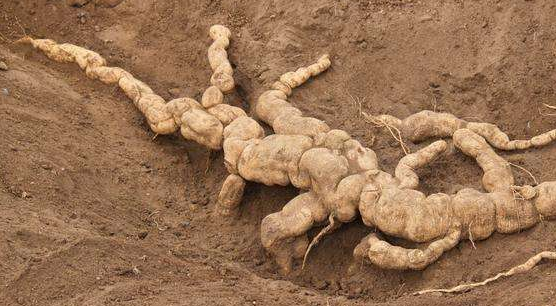 葛根多少钱一斤-315防伪价格网