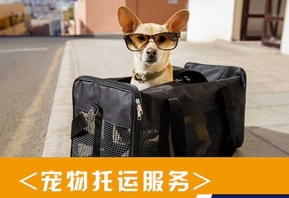 宠物托运需要多少钱-315防伪价格网