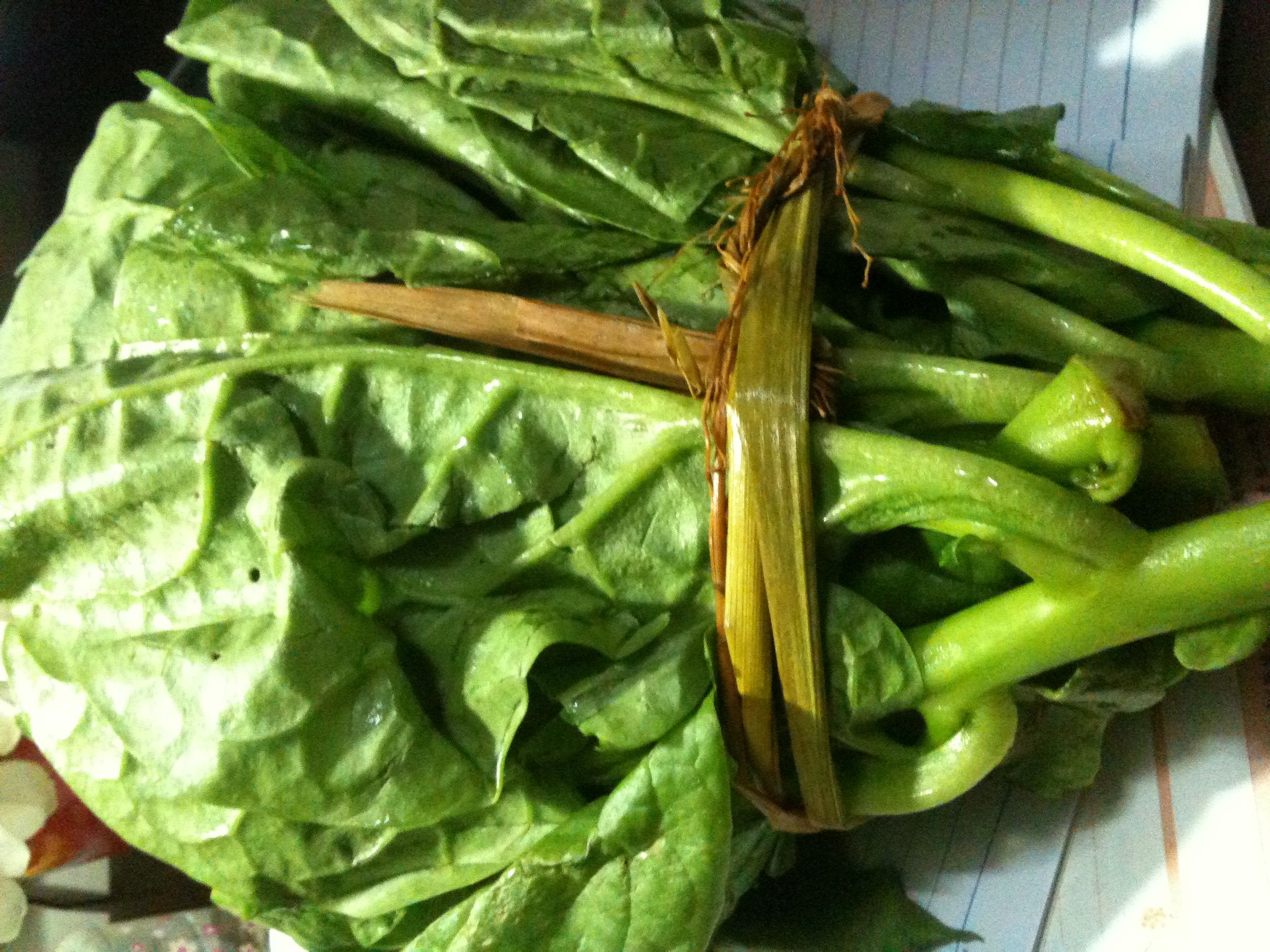 如何挑选猫耳菜