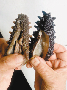 海参真伪怎么看，坚决不买化学参