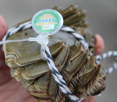 大闸蟹防伪