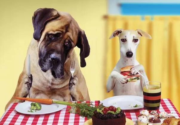 狗粮真假如何辨别防伪查询方法_315防伪