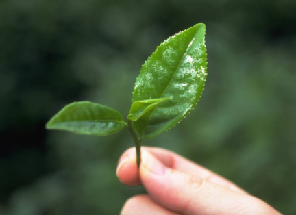 新茶叶防伪标签制作