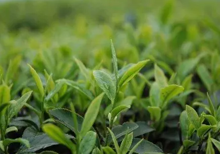 茶叶防伪标签品质溯源-、315产品防伪查询中心